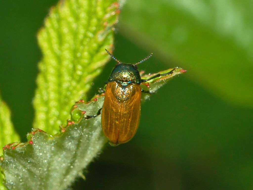 Labidostomis longimana (Chrysomelidae)